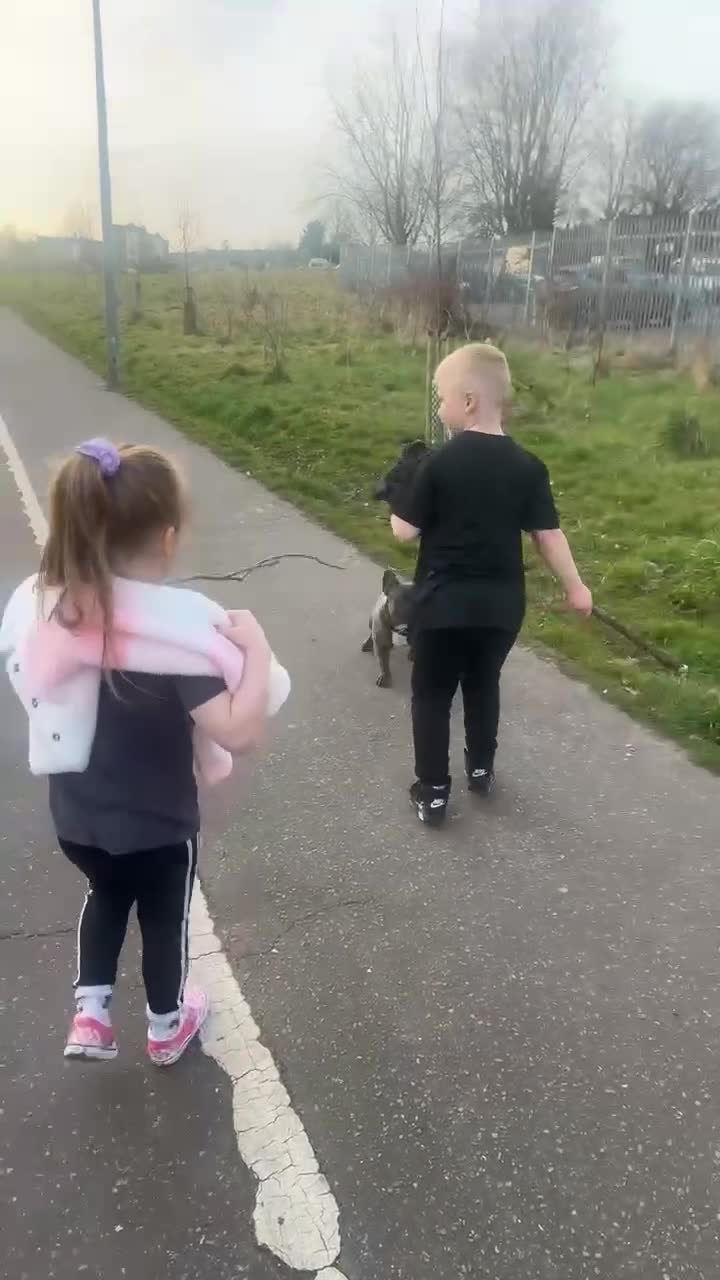 French Bulldog dogs for sale: 17 month Male French bulldog  - Video 2