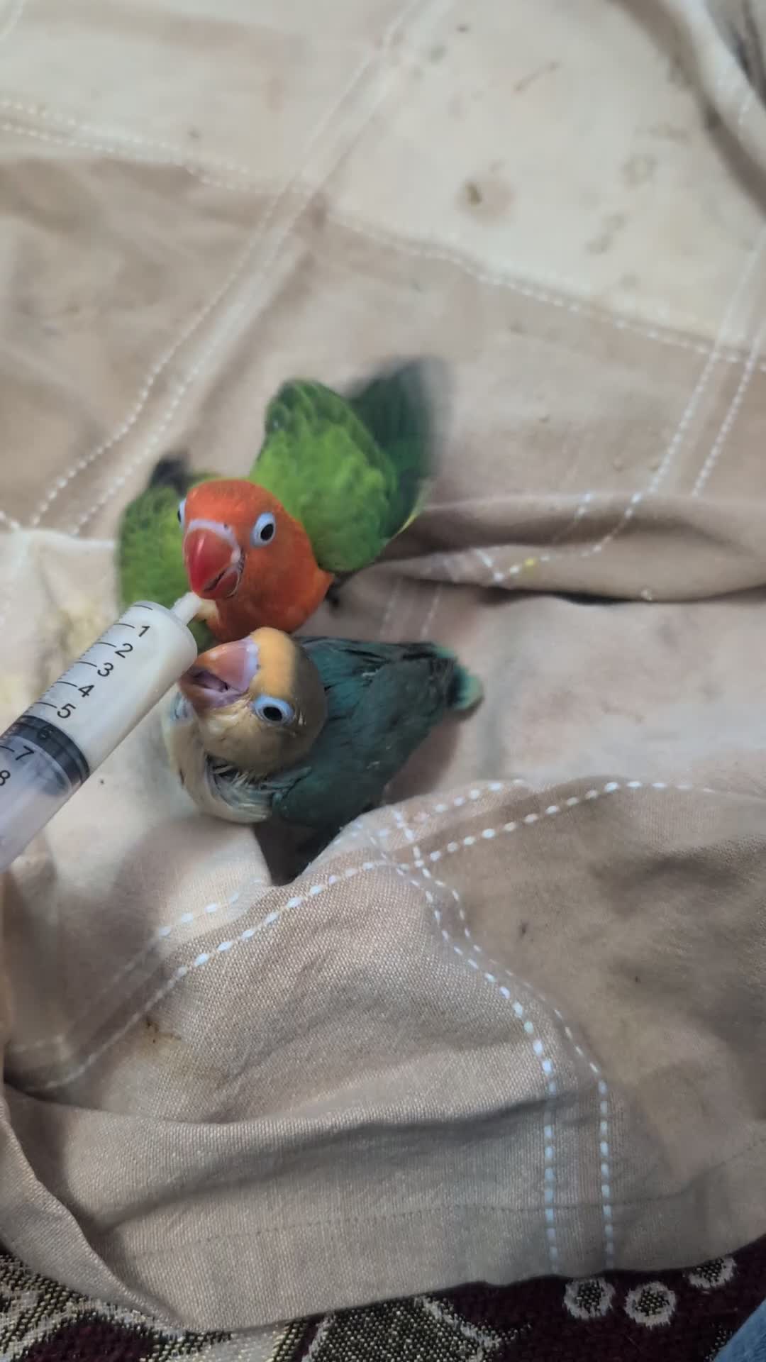 Lovebirds birds for sale: Hand Reared New Born Love Birds in London - Video 1