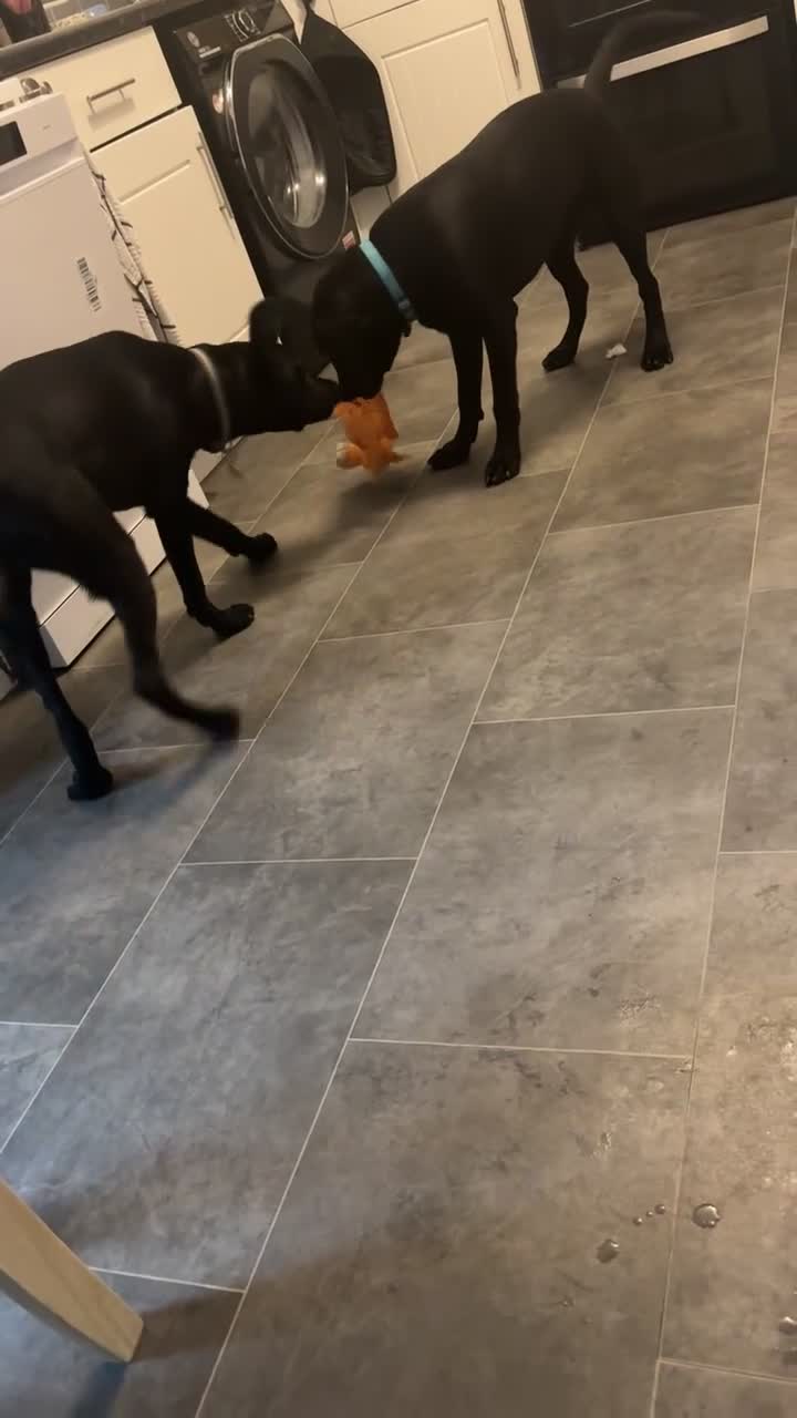 Labrador Retriever dogs for sale: Female 6months old lab  in Selby - Video 1