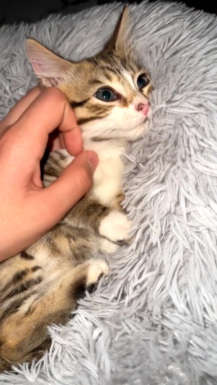 Domestic Shorthair cats for sale: Adorable tabby kitten - Video 1