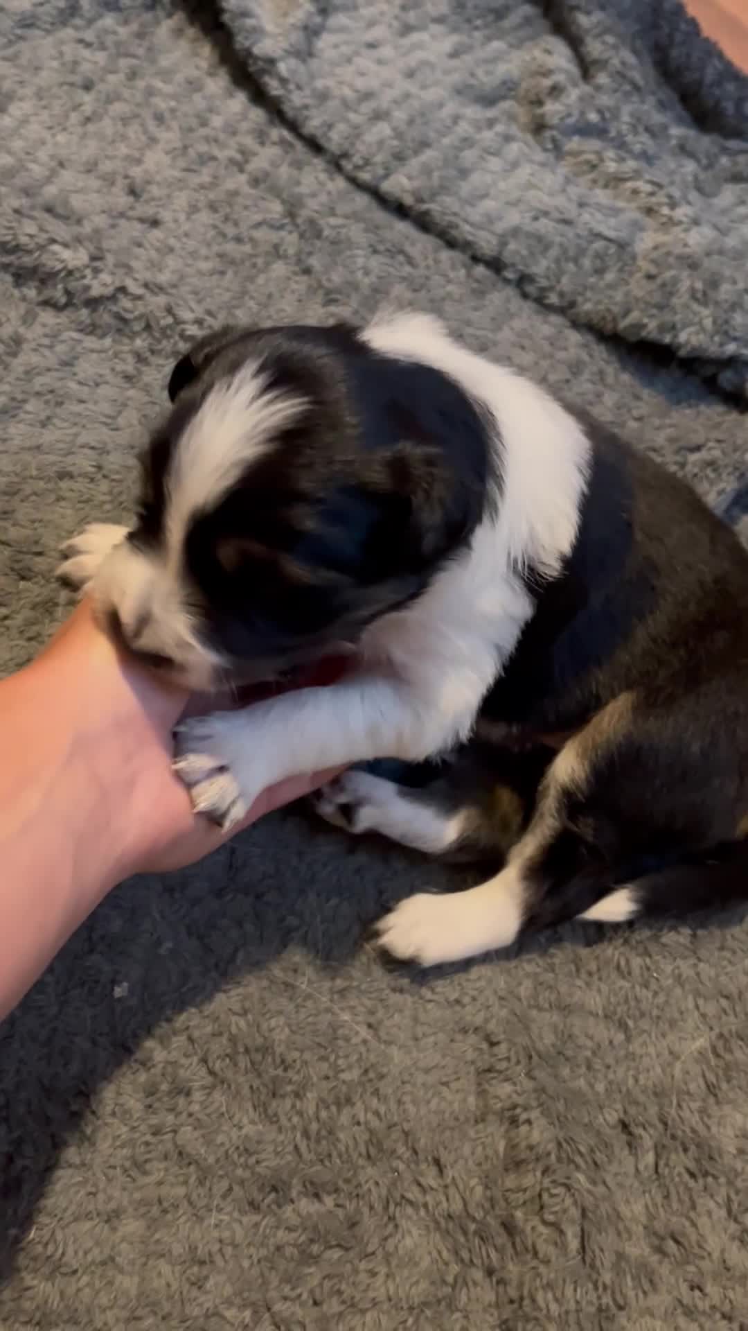 Border Collie dogs for sale: Border collie puppies  - Video 1