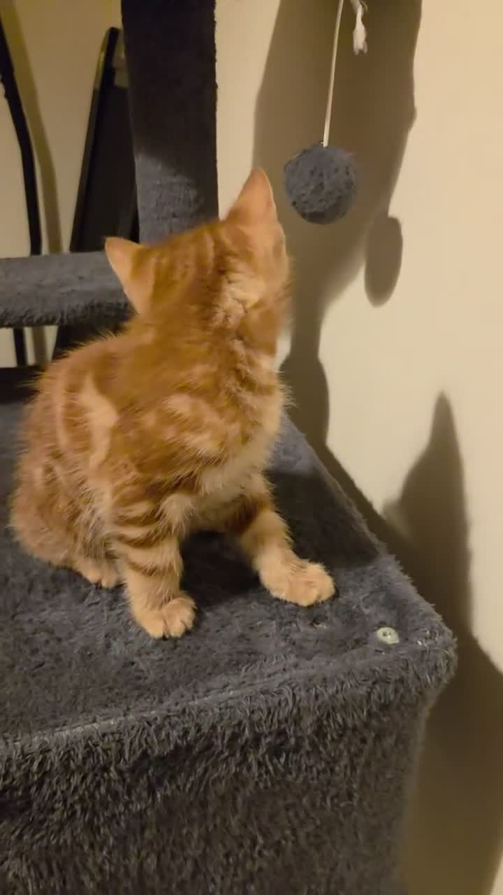 Mixed Breed cats for sale: Active, fun, healthy kittens  - Video 1
