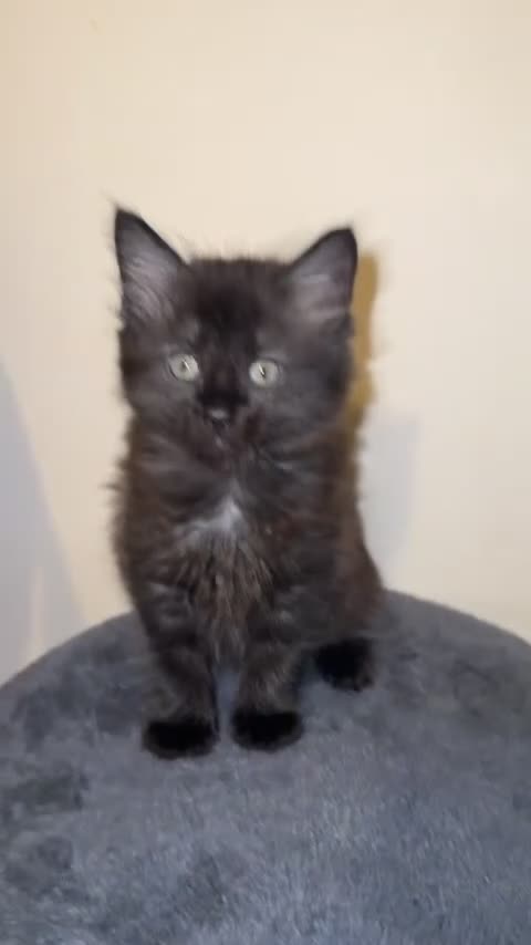 Ragdoll cats for sale: 4 male kittens for rehoming  - Video 2