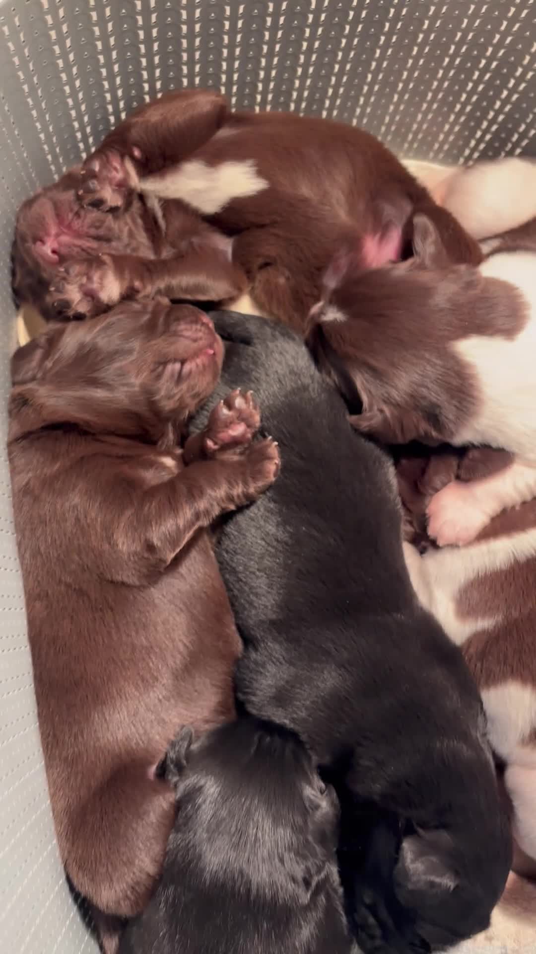 Newfoundland dogs for sale: Newfoundland pups - champion line  - Video 2