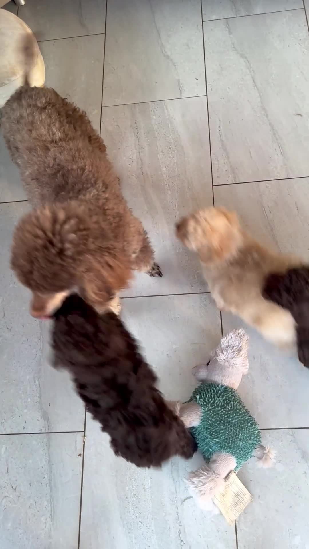 Miniature Poodle dogs for sale: Predominately poodles “unique” - Video 1