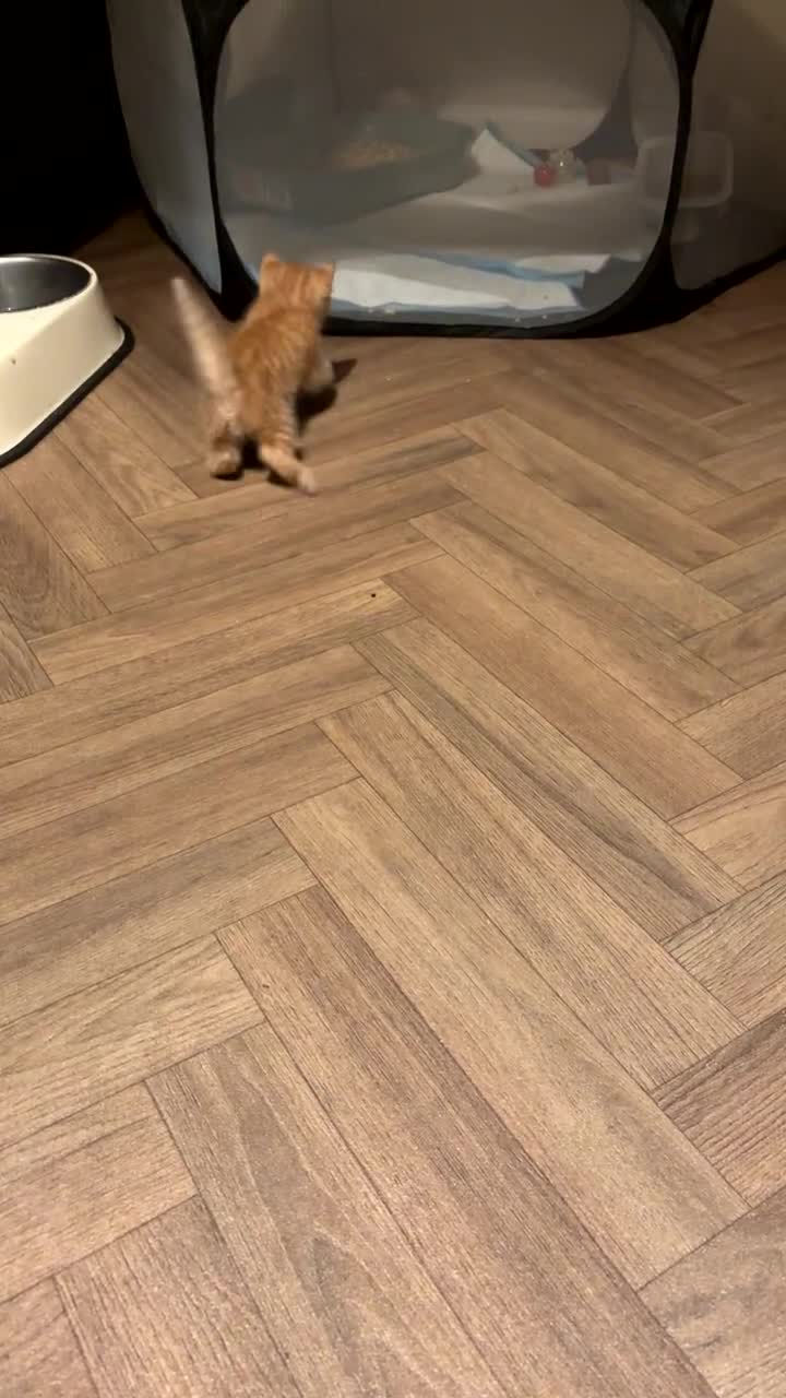 Mixed Breed cats for sale: Calico cross tabby  - Video 5