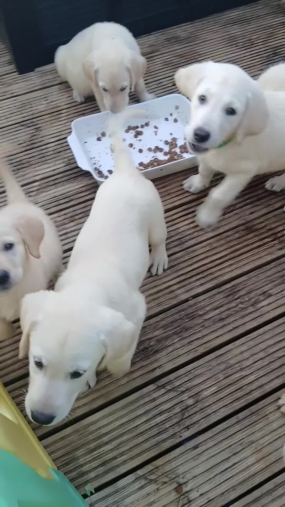 Goldador dogs for sale: GOLDADOR PUPPIES READY FOR NEW HOMES - Video 3