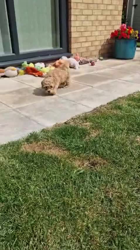Maltipoo dogs for sale: Absolutely gorgeous maltipoo puppies  - Video 3