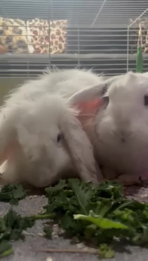 English Lop rabbits for sale: Rabbit  - Video 1