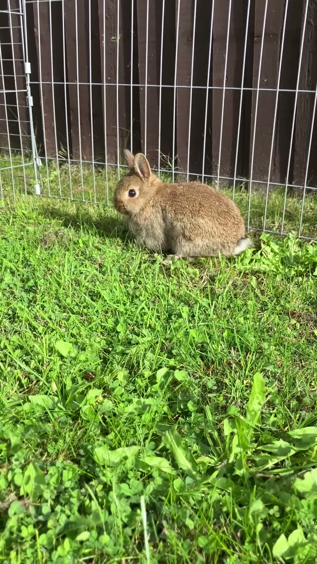 Netherland Dwarf rabbits for sale: Reserved! - Video 1