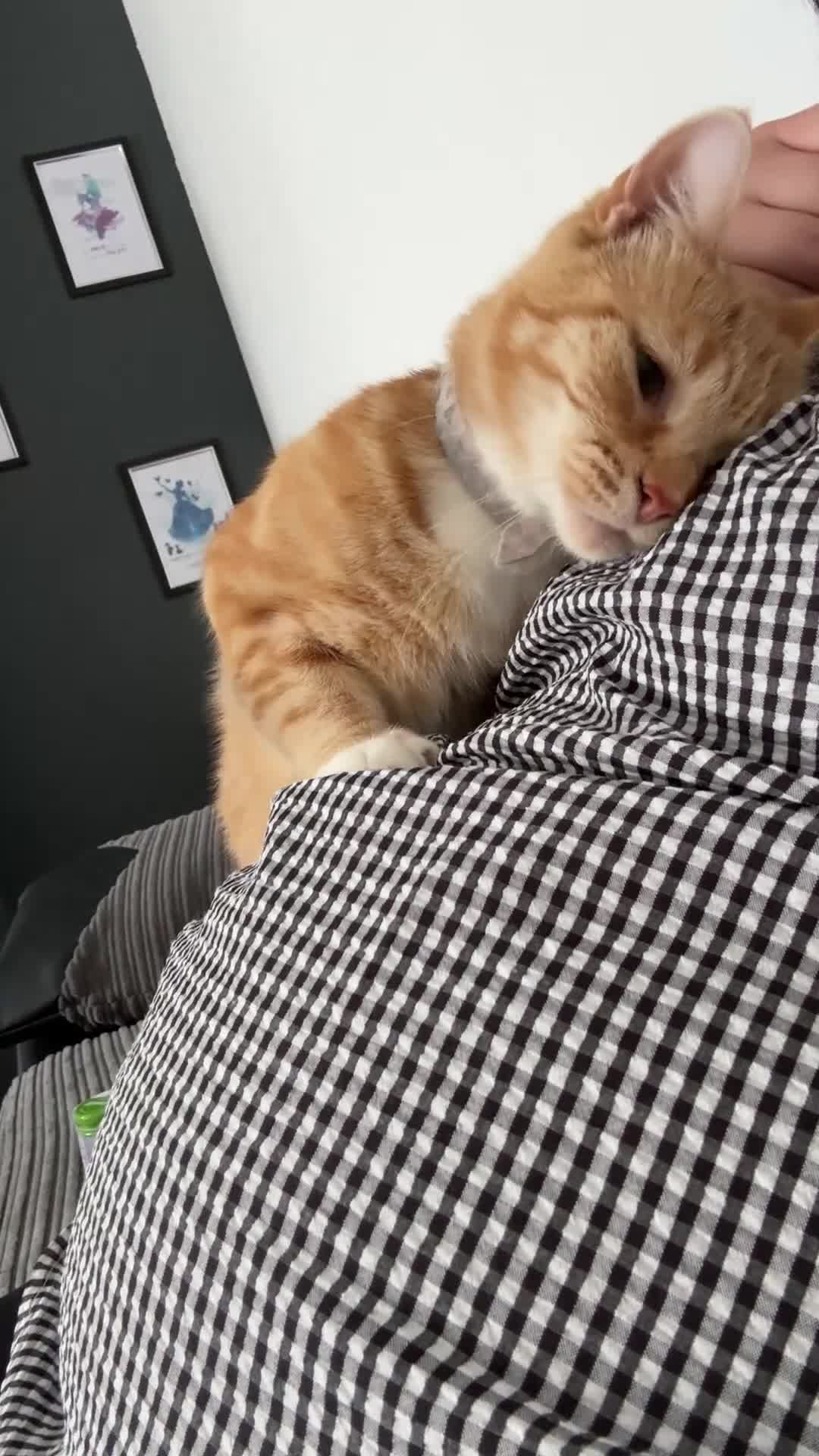 Domestic Shorthair cats for sale: Need to rehome my beautiful cats.  - Video 1