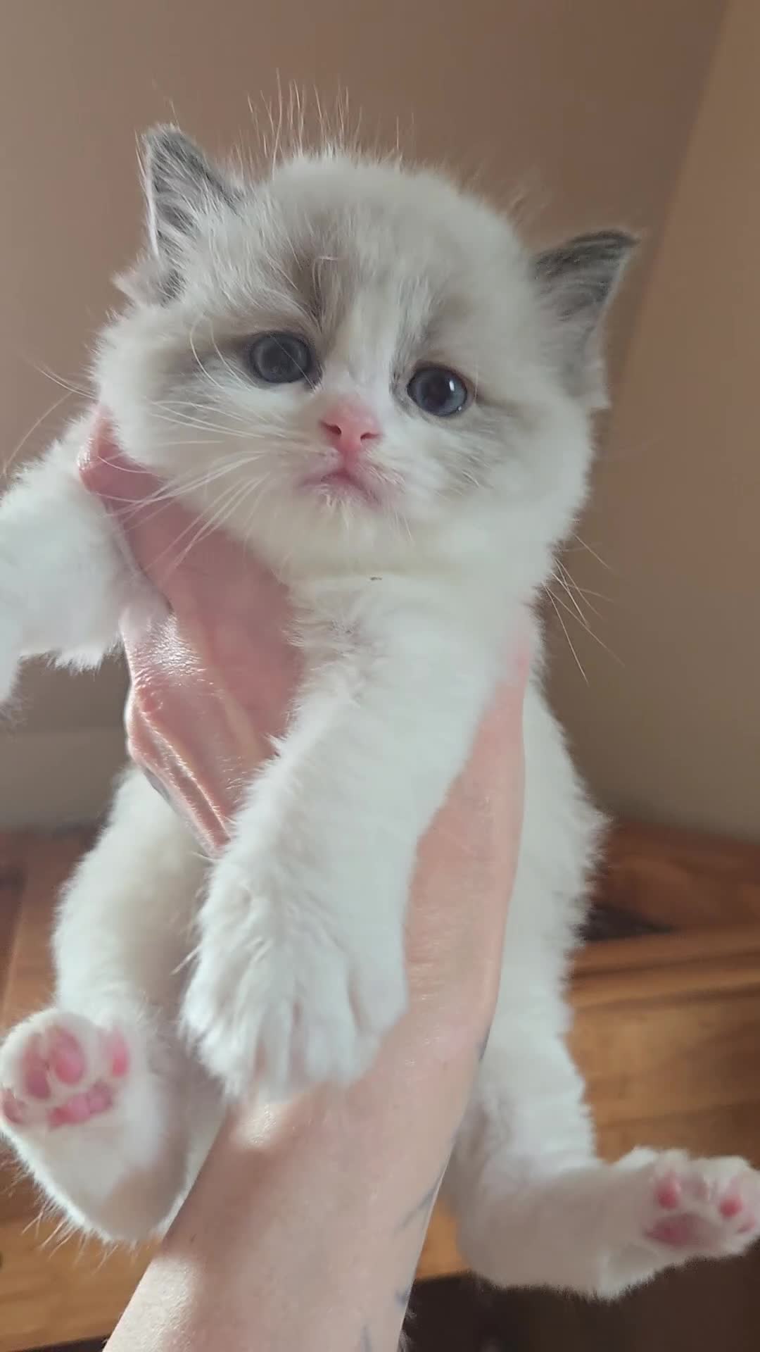 Ragdoll cats for sale: Gorgeous Pedigree chunky ragdolls - Video 4