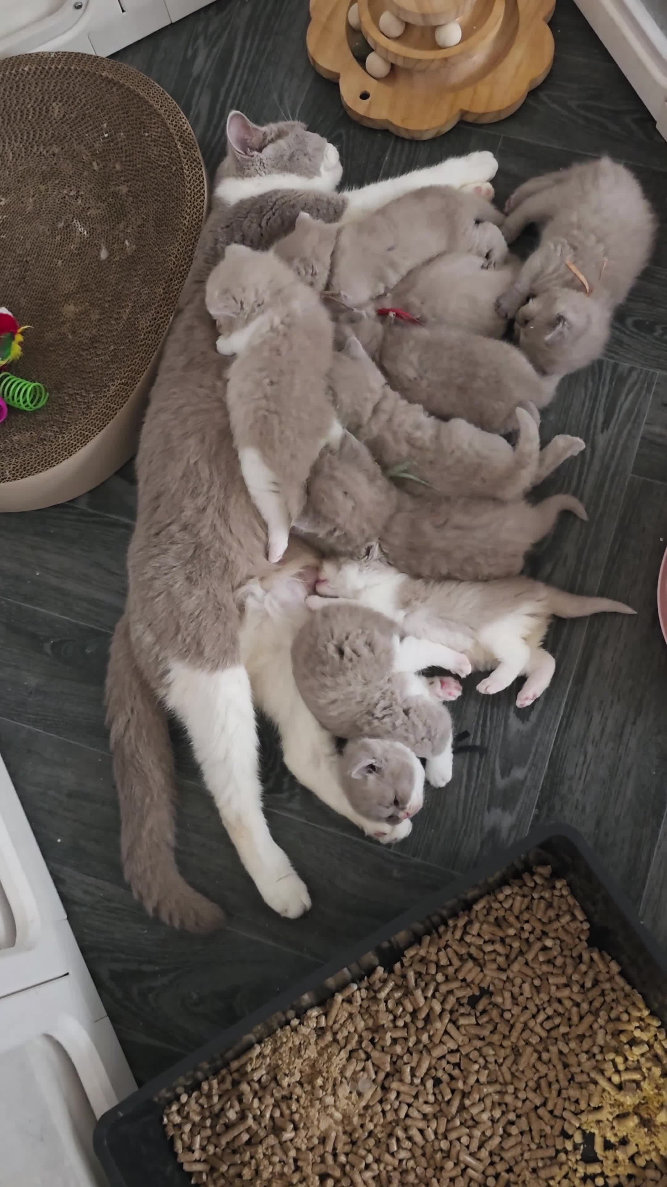 British Shorthair cats for sale: 9 Beautiful British Shorthairs - Video 1
