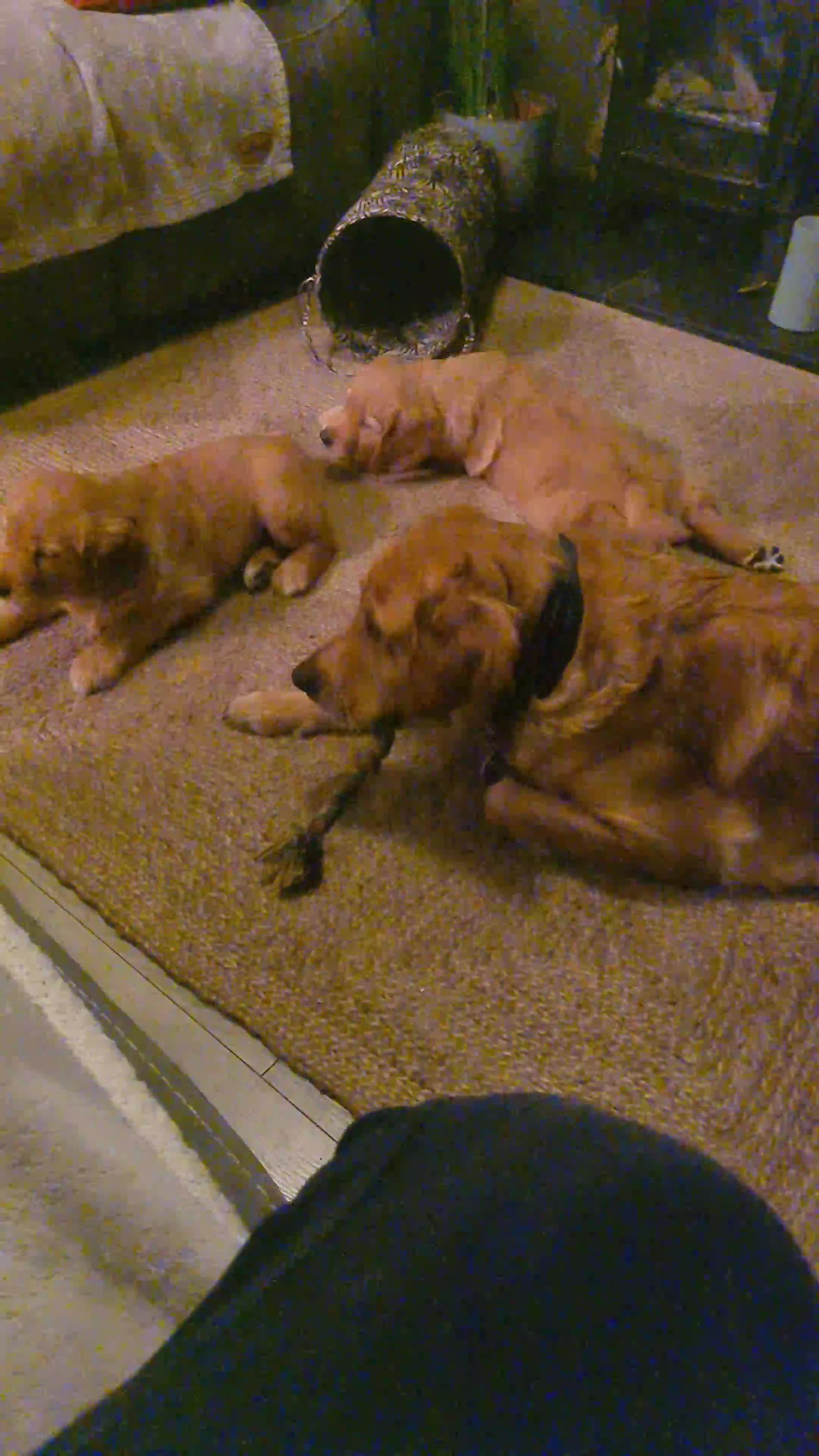 Golden Retriever dogs for sale: Beautiful Chunky Golden Retriever Pups - Video 1