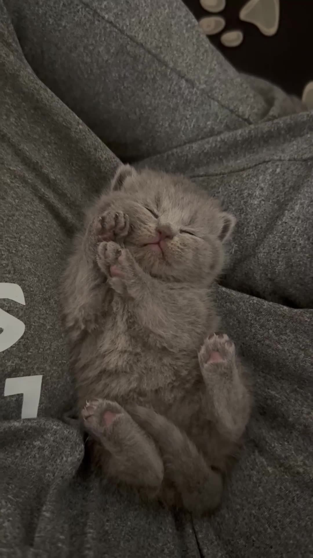 British Shorthair cats for stud: Cinnamon BSH Champion bloodlined Stud. - Video 1