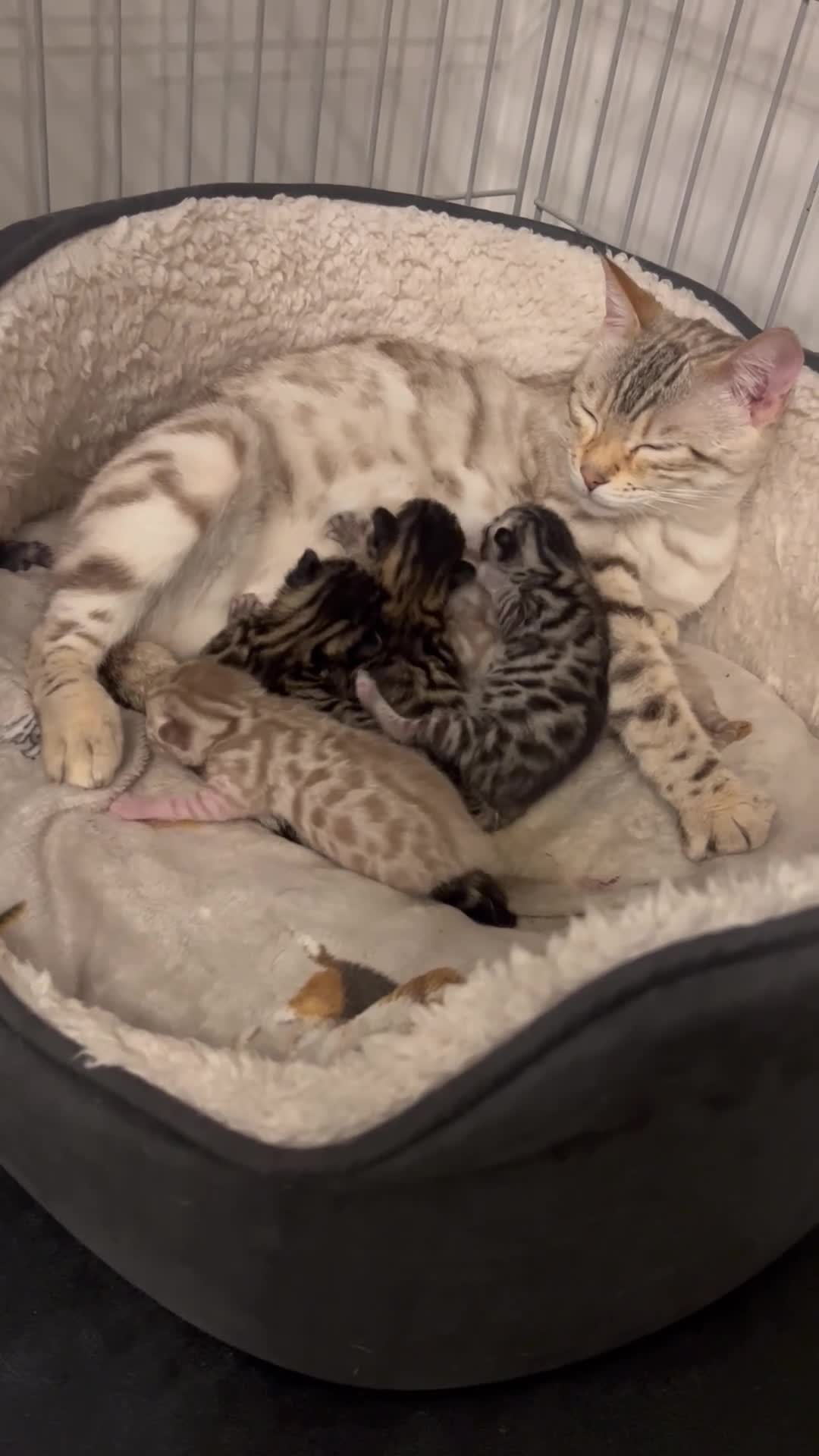 Bengal cats for sale: Top Pedigree Bengal Kittens - Video 2