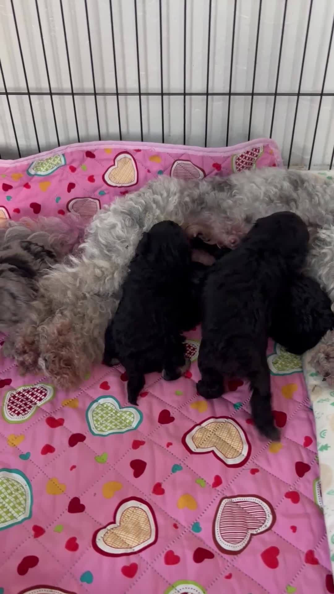 Cavapoo dogs for sale: Outstanding Cavapoo puppies - Video 1