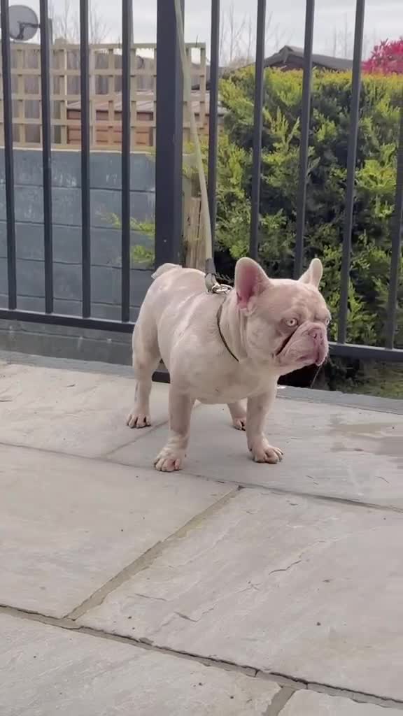 French Bulldog dogs for stud: KING CARLOS ( new shade merle ) for stud - Video 1
