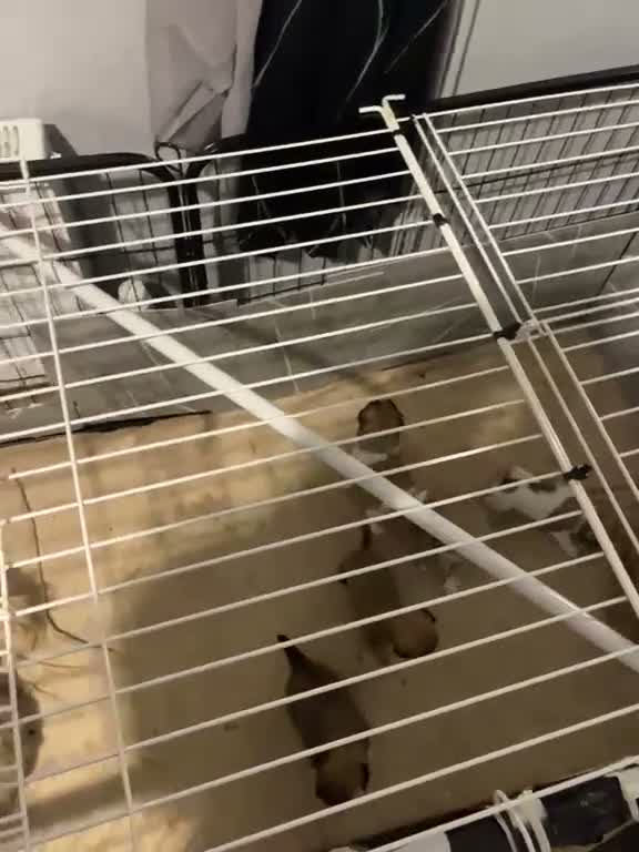 Mixed Breed dogs for sale: Jackzu puppies in Porth - Video 2