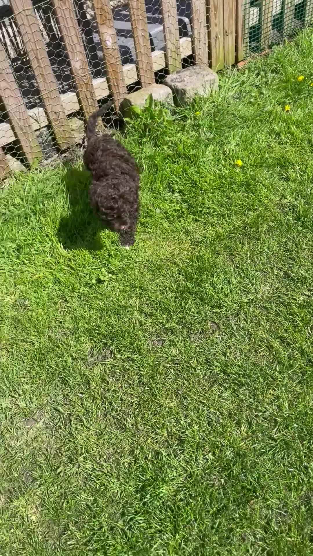 Cavapoo dogs for sale: F1 CHOCOLATE Cavapoo’s EXTENSIVELY H/T - Video 3