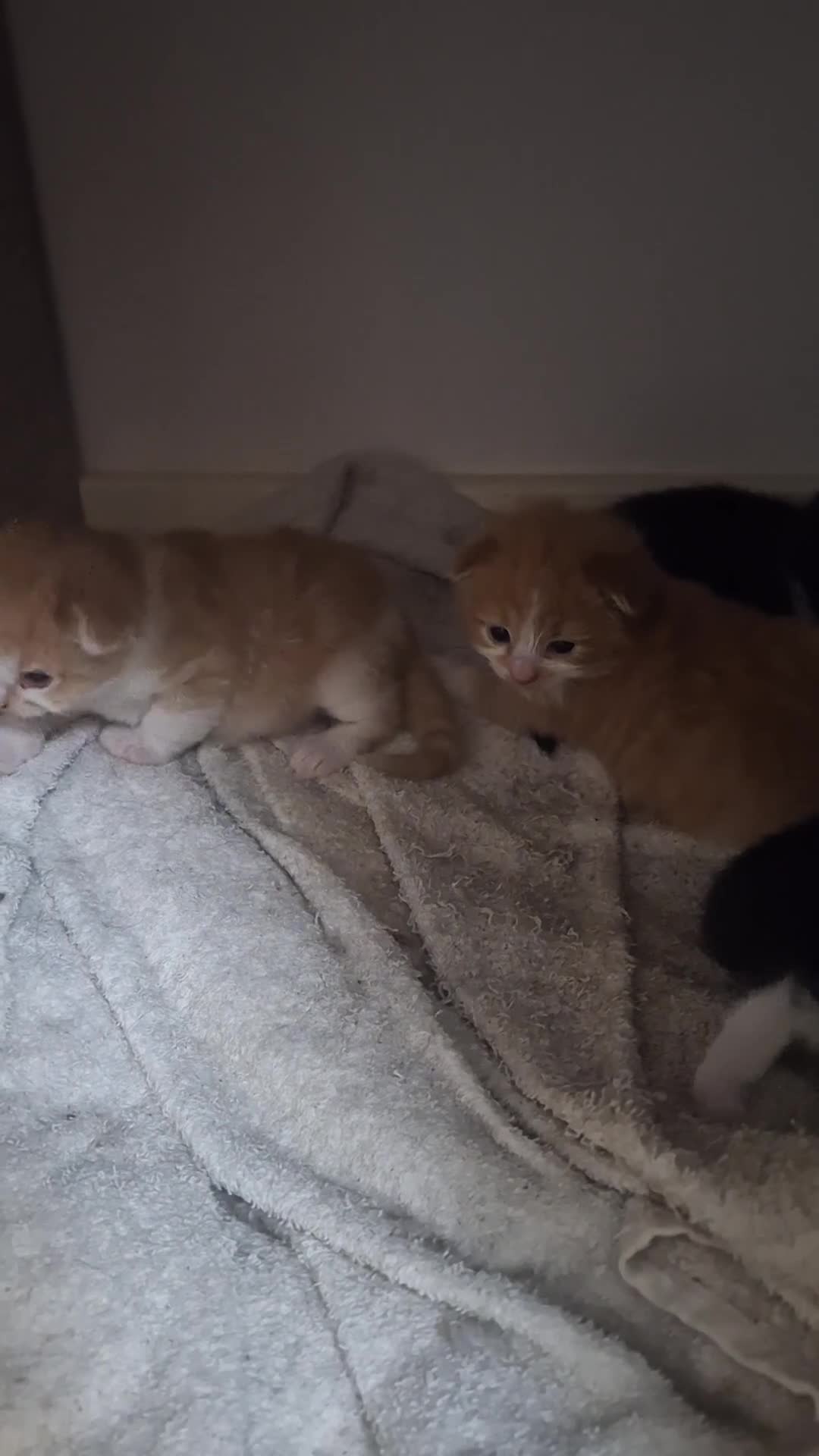 Mixed Breed cats for sale: Bengal mix - beautiful kittens  - Video 1