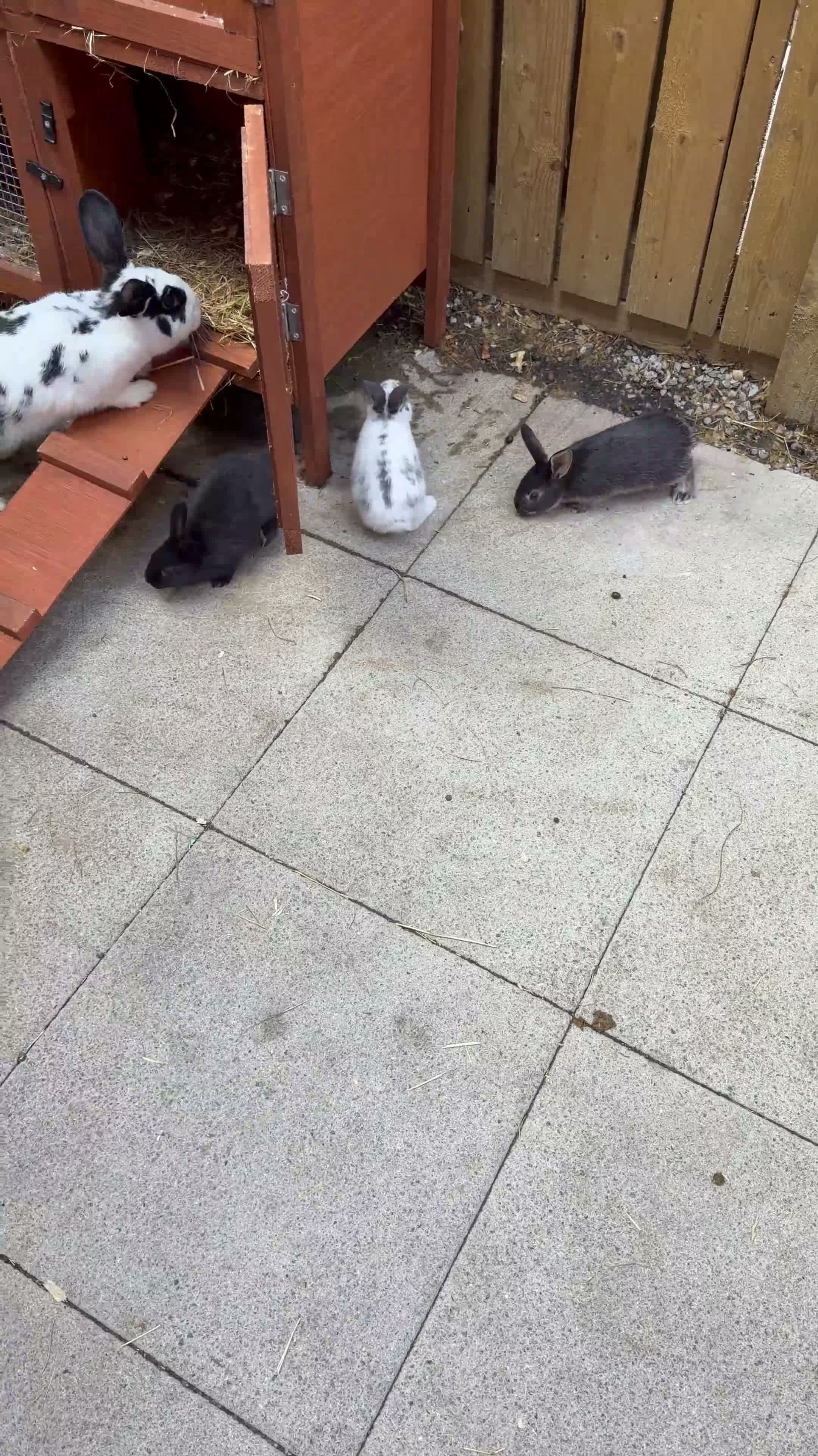 Mixed Breed rabbits for sale: ✨🐇Cute Mixed Breed Baby Bunnies Available😍🐇 - Video 1