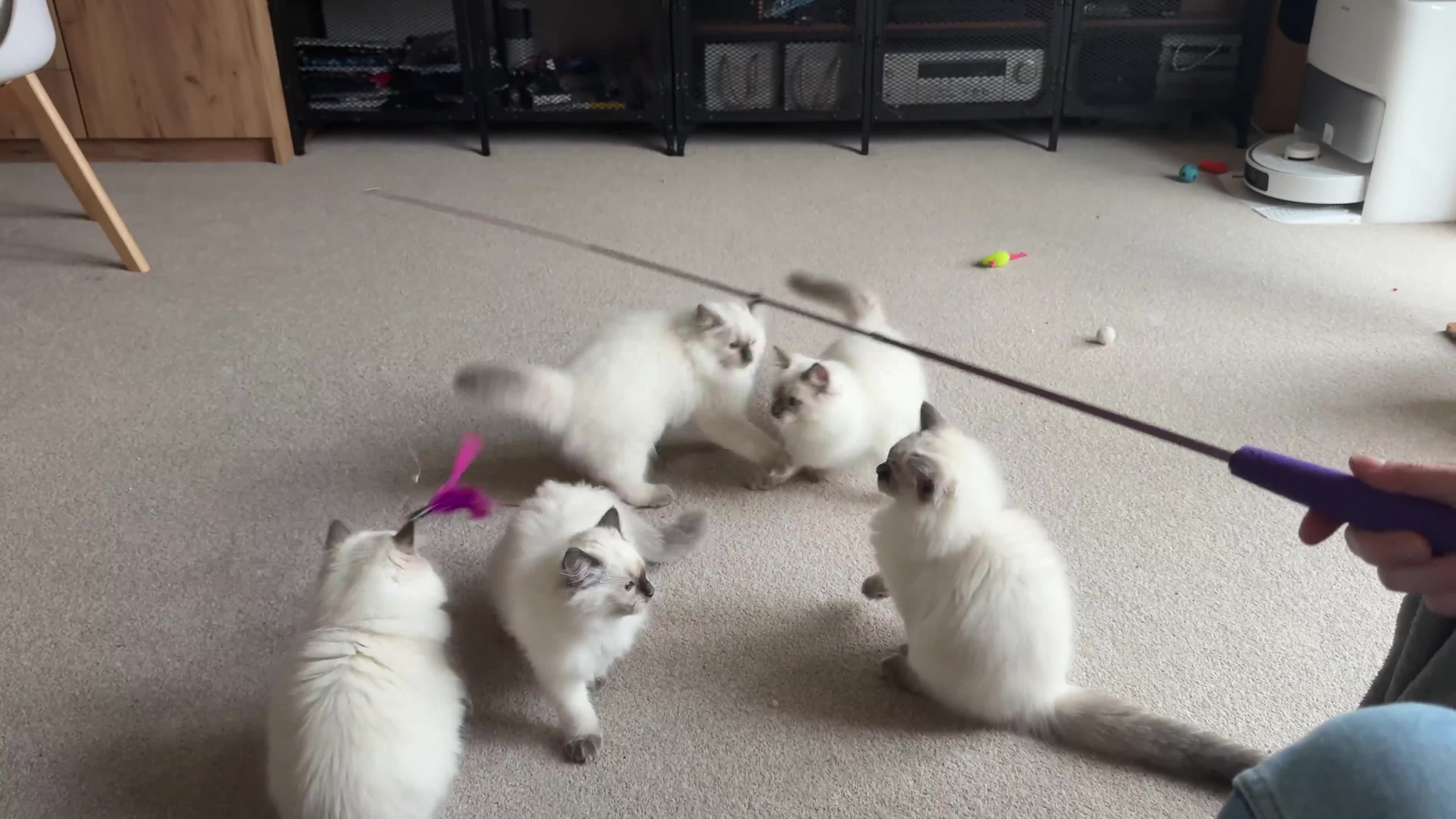 Ragdoll cats for sale: 6 Gorgeous Full Breed Ragdoll Kittens Ready to Go! - Video 1
