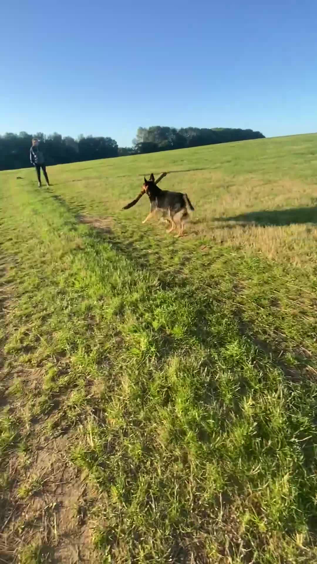 German Shepherd dogs for sale: 🐾 Beautiful German Shepherd Puppies! 🐾 - Video 1