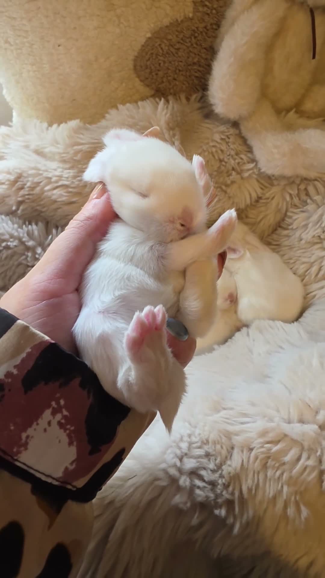 Mini Lop rabbits for sale: 3 beautiful baby Mini Lop girls🤍🐰  in Southport - Video 1