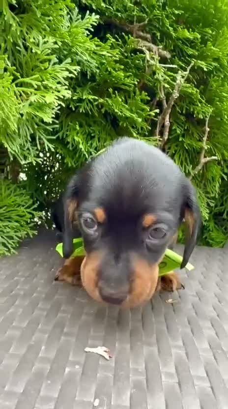 Dachshund dogs for sale: Miniature Dachsund Pups - Video 1