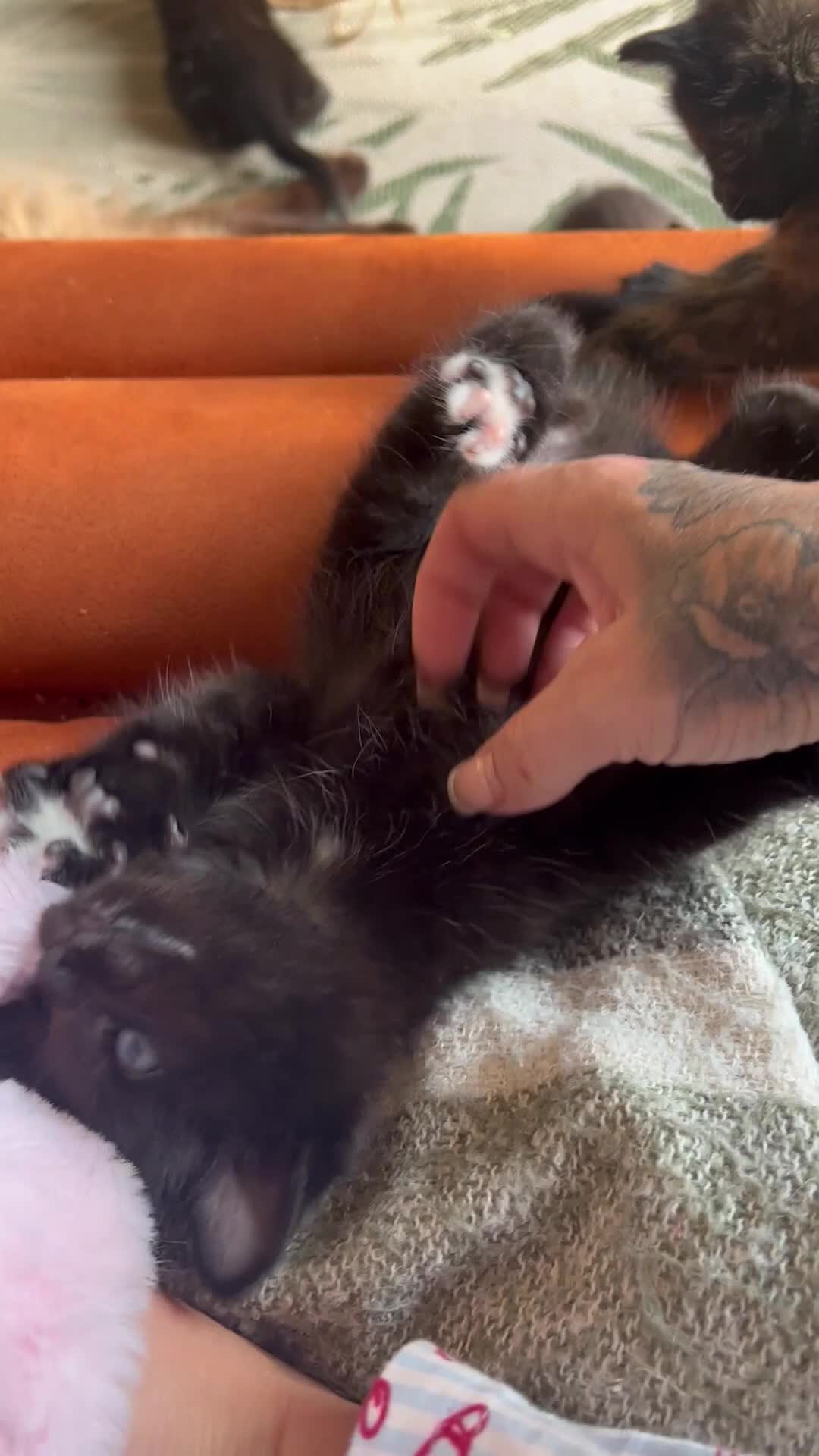 Ragdoll cats for sale: Adorable Teddy Bear Mink Ragdoll x BSH kittens  - Video 1