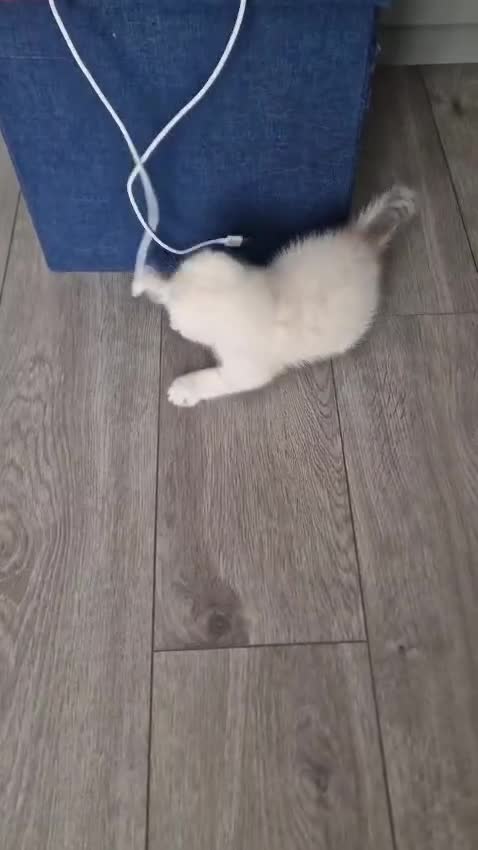 Scottish Fold cats for sale: Scottish Fold Kittens. Vaccinated, Last one left! - Video 5