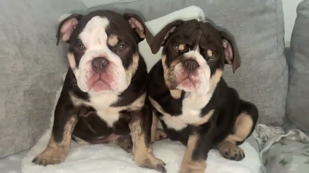 English Bulldog dogs for sale: 🌟 Quality English Bulldog Puppies ⭐️  - Video 1