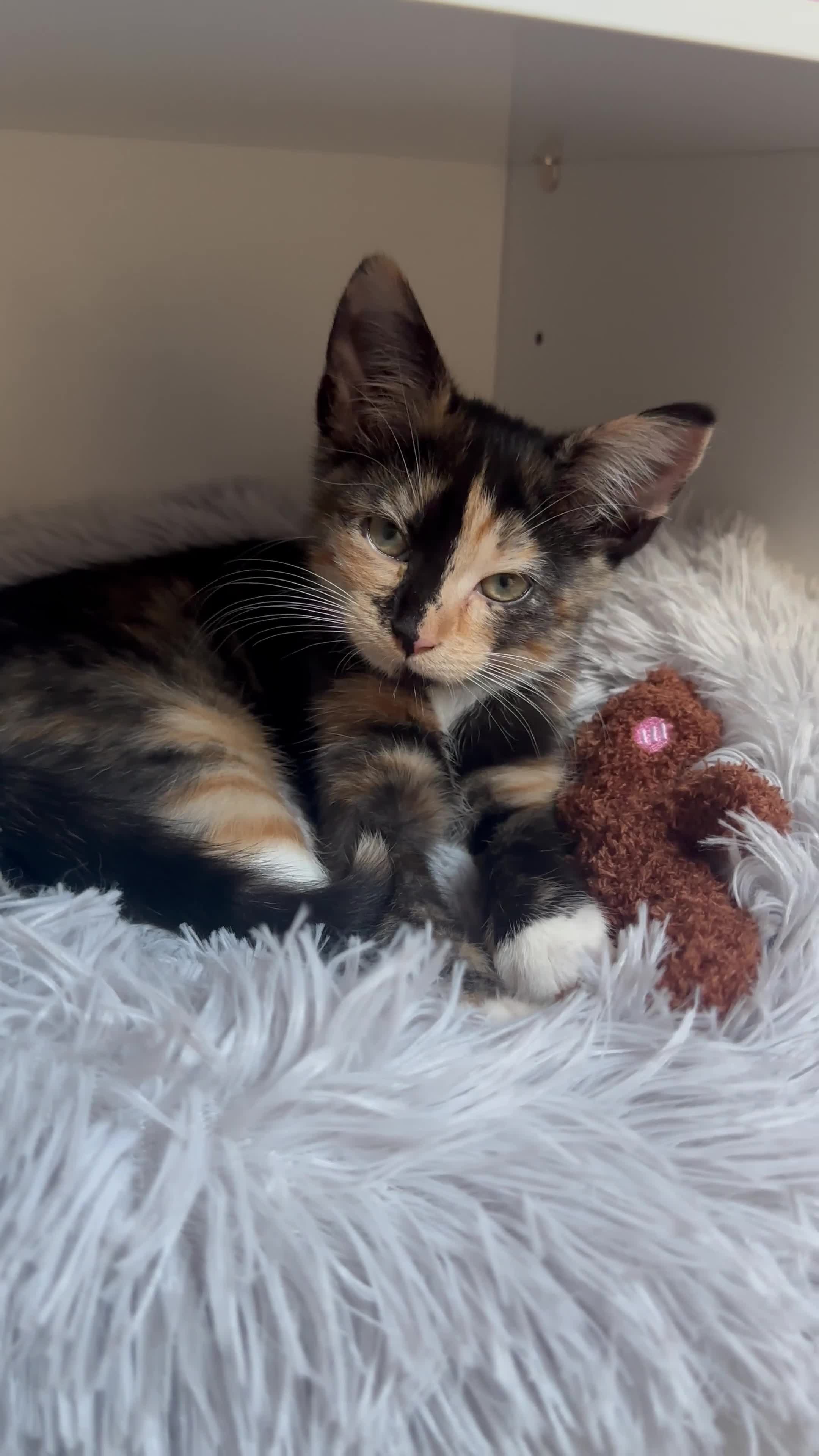 British Shorthair cats for sale: Rehoming my Sweet Baby girl rare Chimera  - Video 1