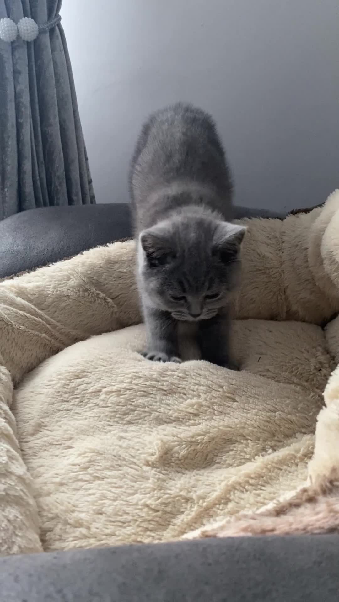 British Shorthair cats for sale: British shorthair kittens available”Ready now” - Video 4