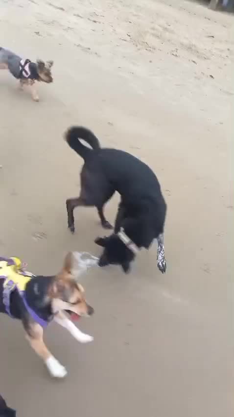 Mixed Breed dogs for adoption: ❤️PLIAMKA❤️She Is Everything You Could Hope For in Folkestone - Video 1