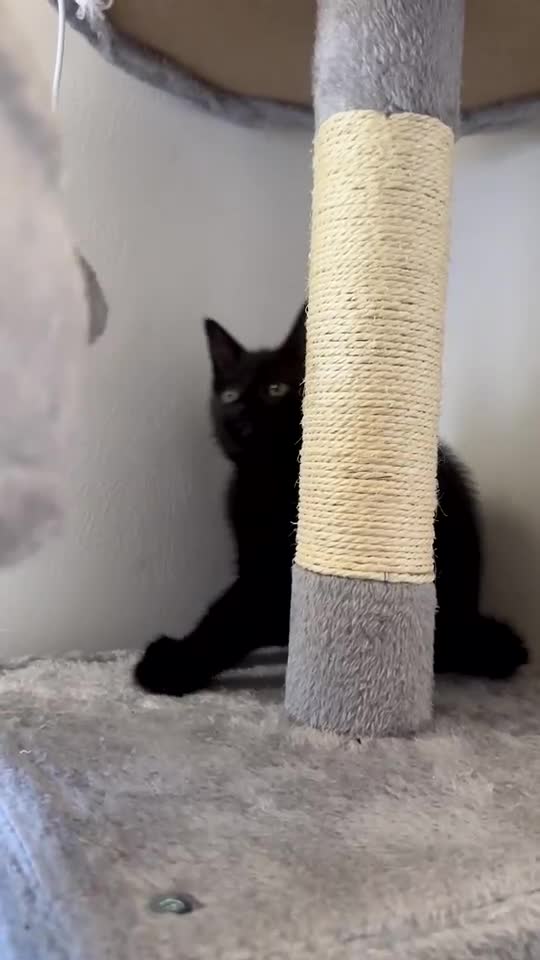 Mixed Breed cats for sale: 2 beautiful kittens for sale  - Video 1