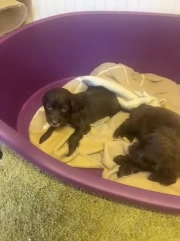 Cocker Spaniel dogs for sale: Cocker spaniel puppies  - Video 2