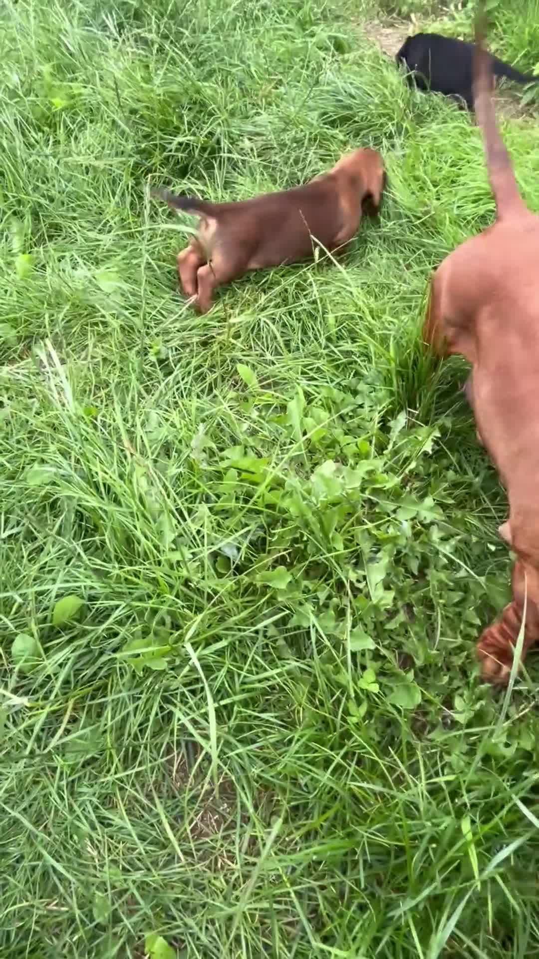Dachshund dogs for sale: TOP QUALITY KC STANDARD SMOOTH DACHSHUNDS - Video 2