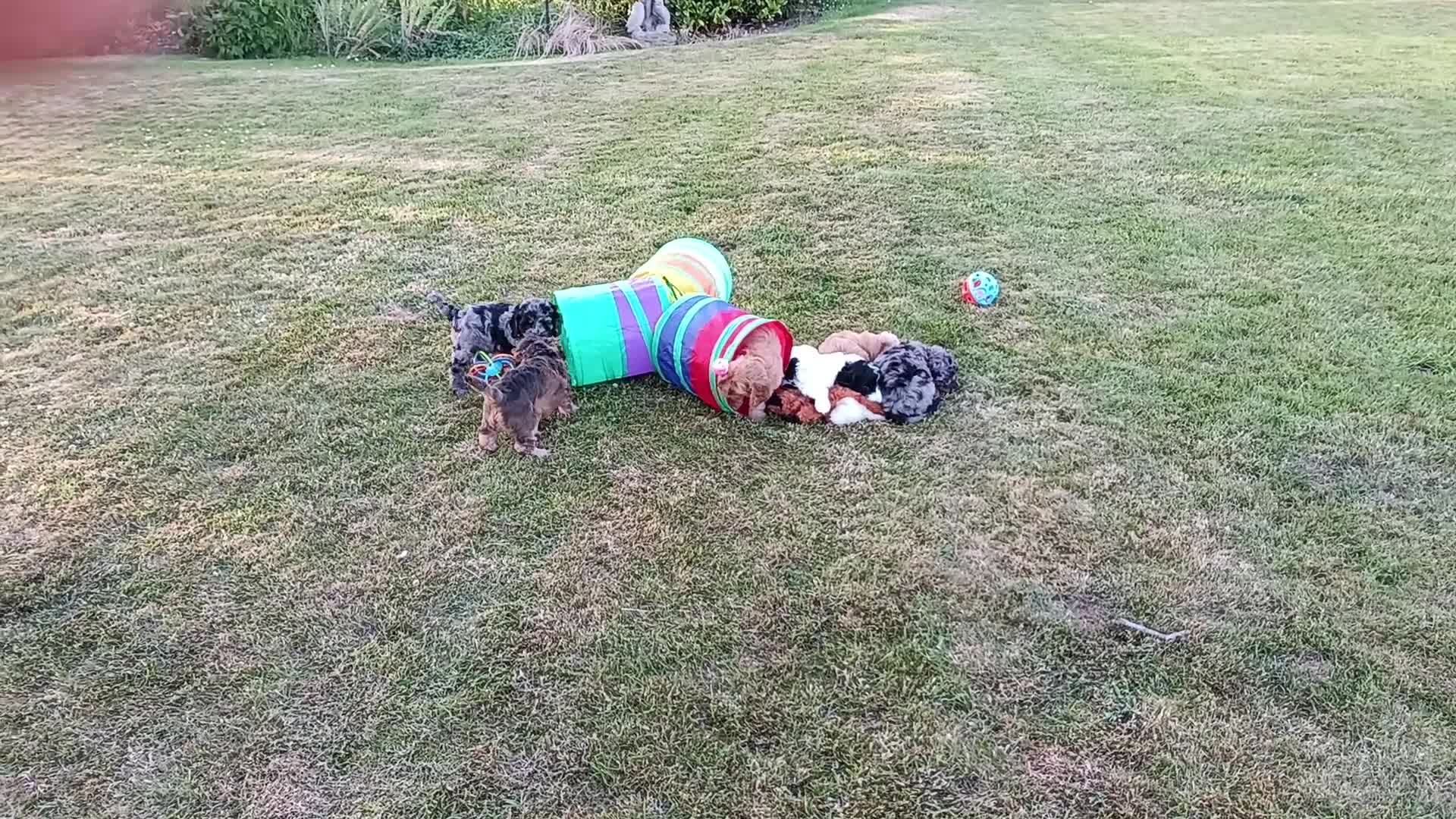 Cockapoo dogs for sale: Only one blue merle girl left, F2B Cockapoo  - Video 2