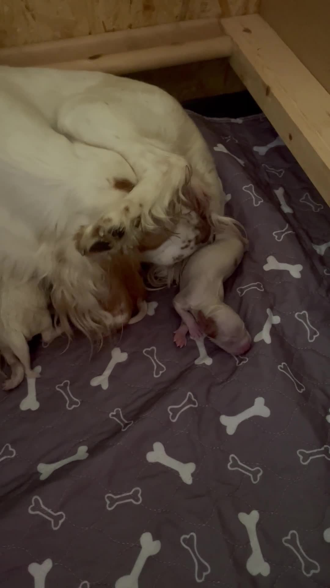 Clumber Spaniel dogs for sale: KC Working Clumber Spaniel - 2 boys available  - Video 2