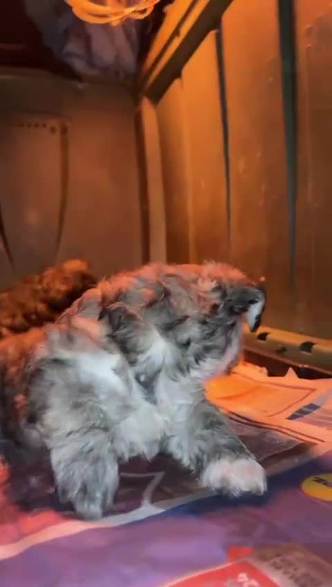 Mixed Breed dogs for sale: Maltese x Shih tzu  - Video 1