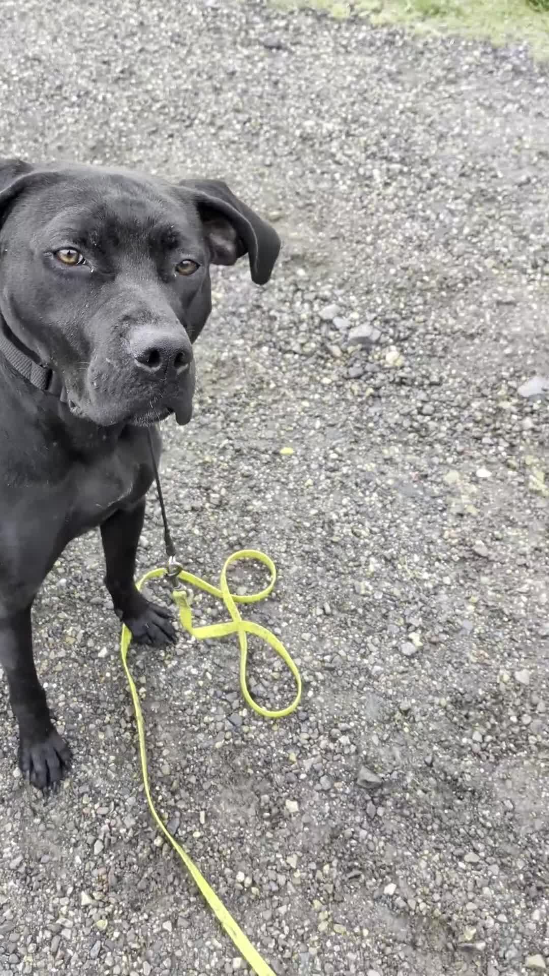 Mixed Breed dogs for sale: Zuul looking for a home! in Axminster - Video 2