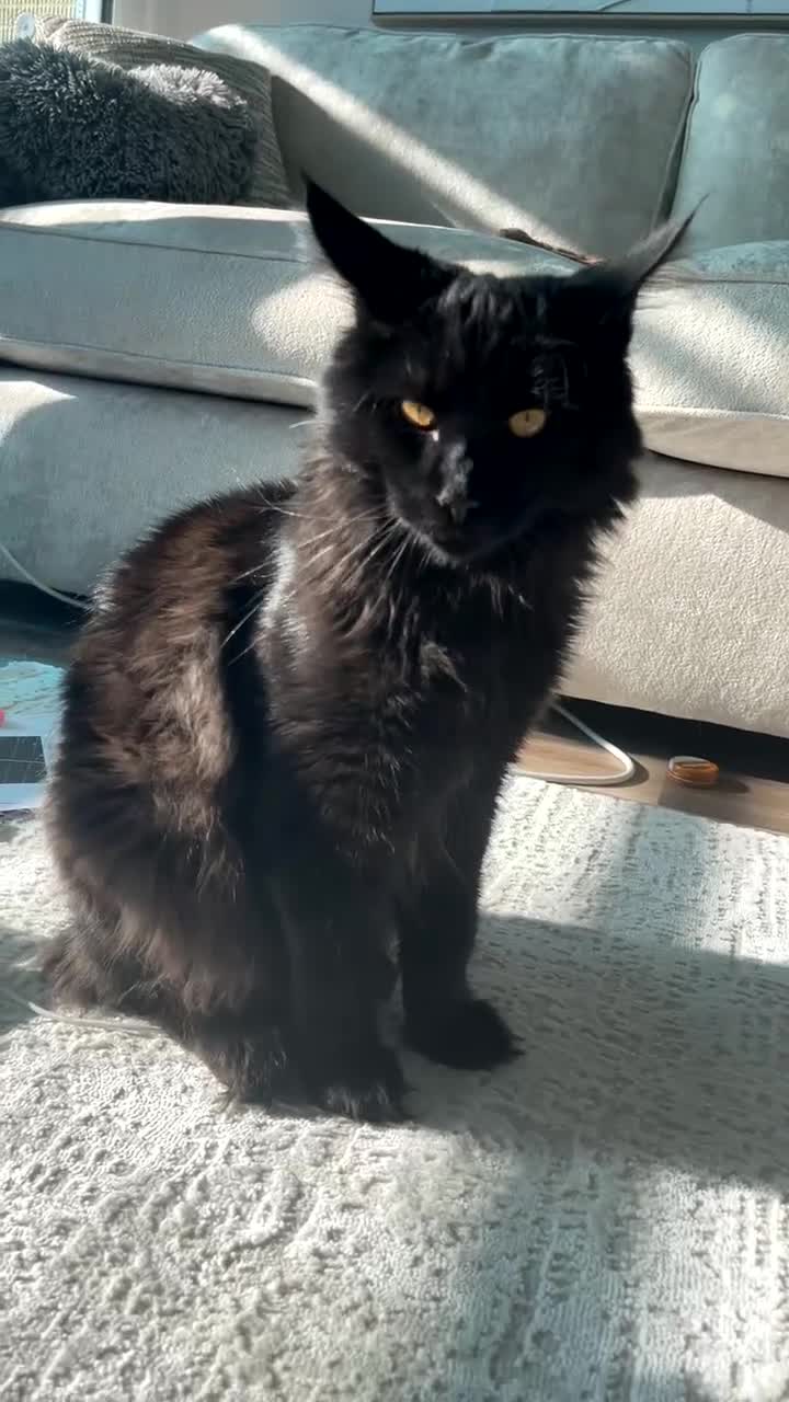 Maine Coon cats for sale: Maine coon kitten - Video 1