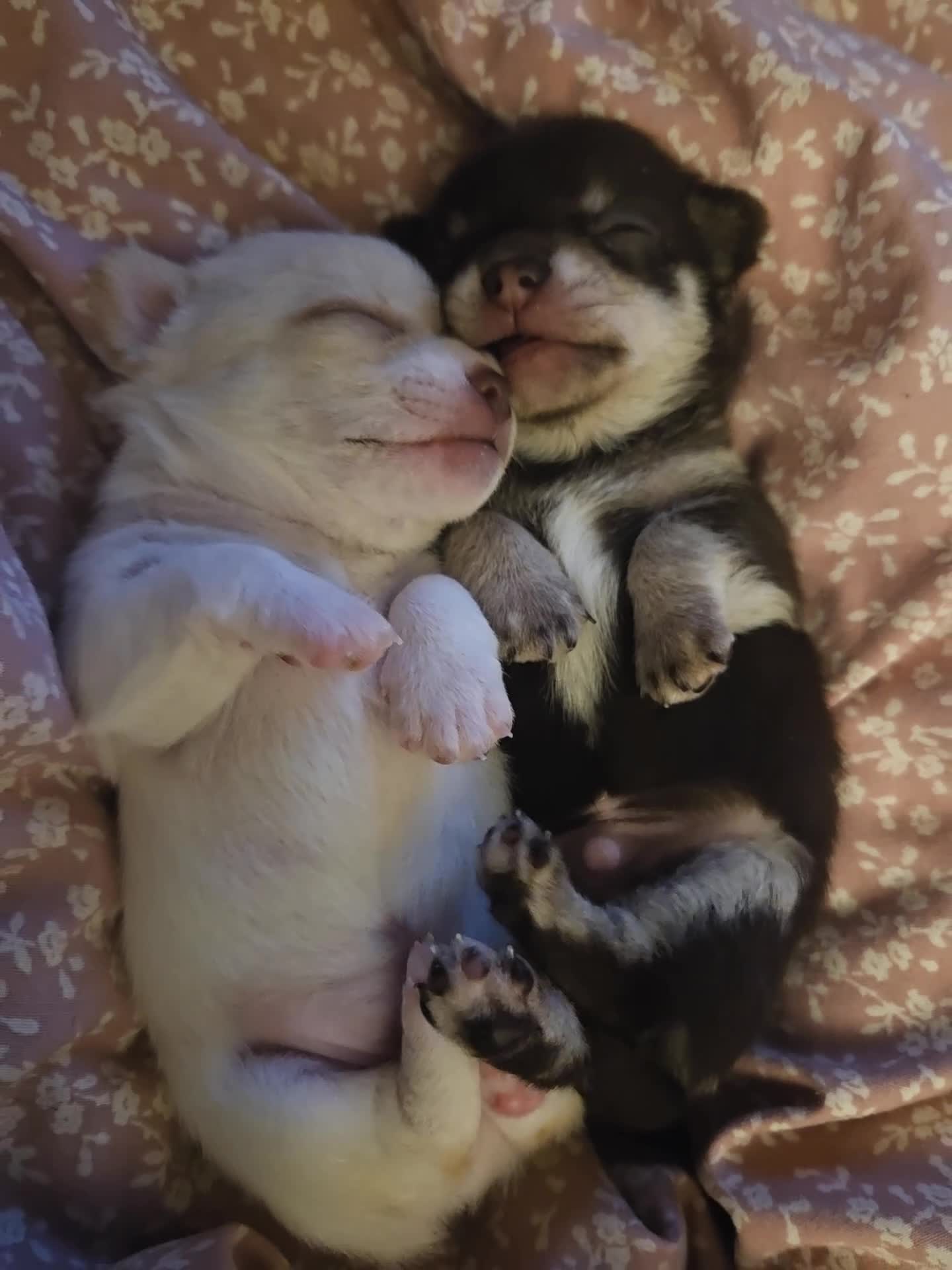 Chihuahua dogs for sale: 2 Tiny Male Chihuahuas (very small) - Video 1