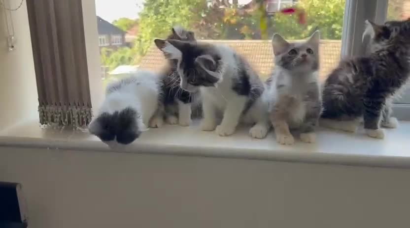 Mixed Breed cats for sale: Adorable Ragdoll and Norwegian Forest Kittens - Video 3