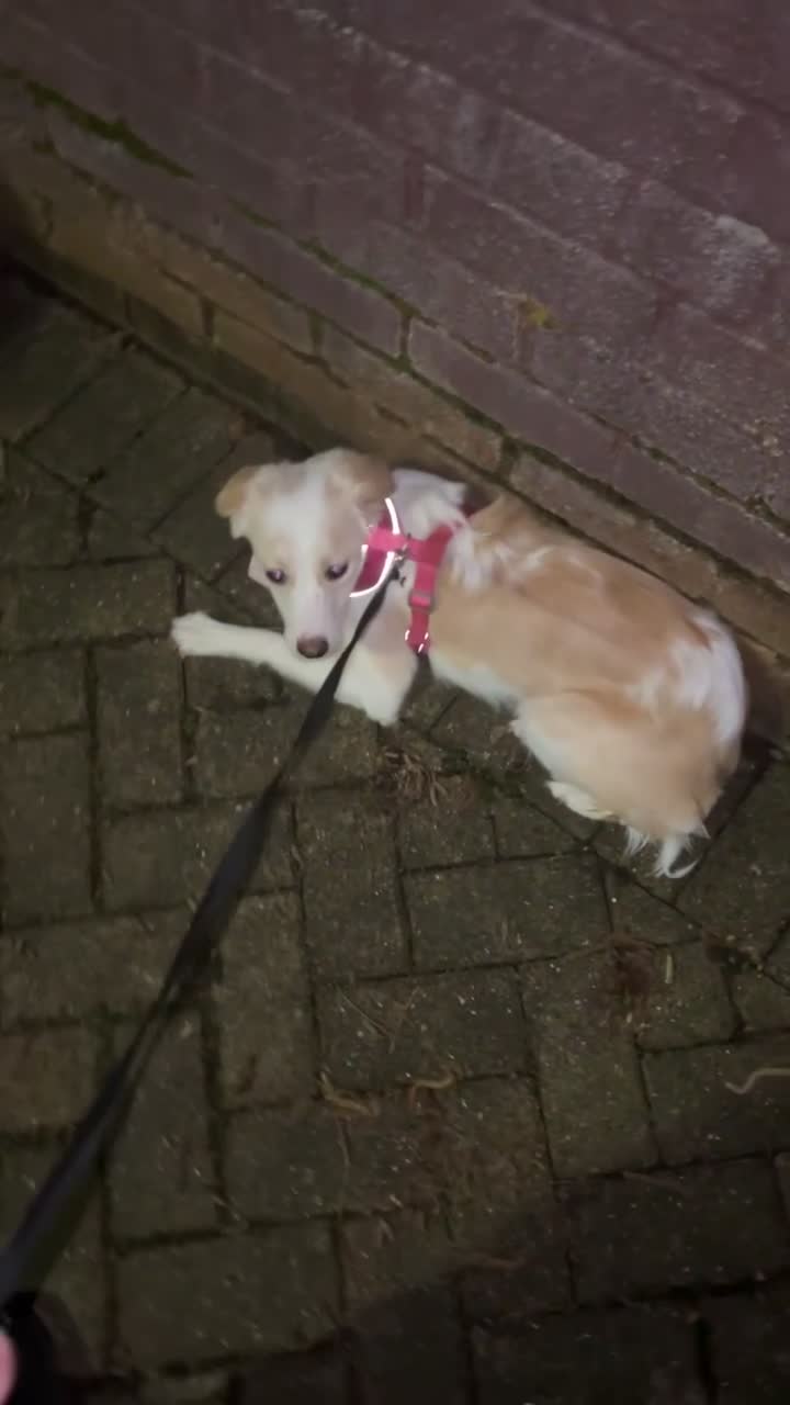 Mixed Breed dogs for sale: amalia - Video 3