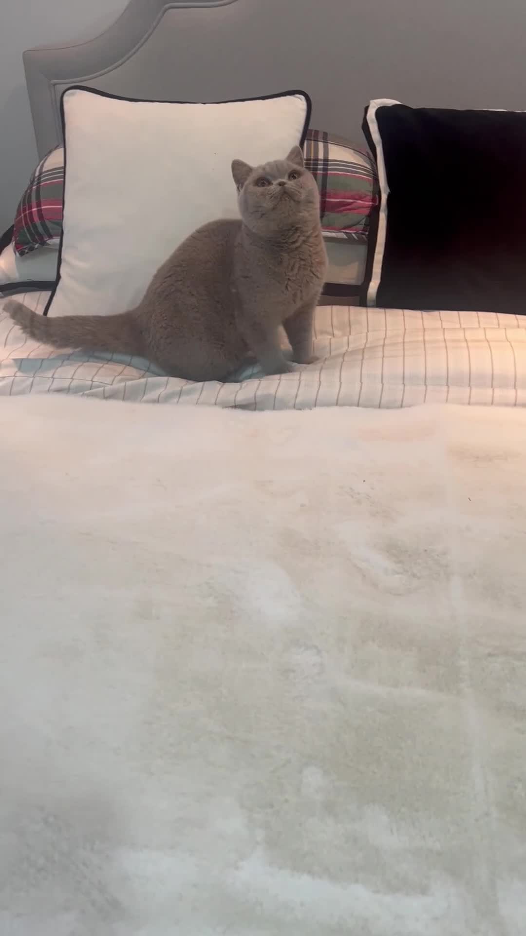 British Shorthair cats for sale: 💙 Pedigree Lilac British Shorthair Boys 💙 - Video 1