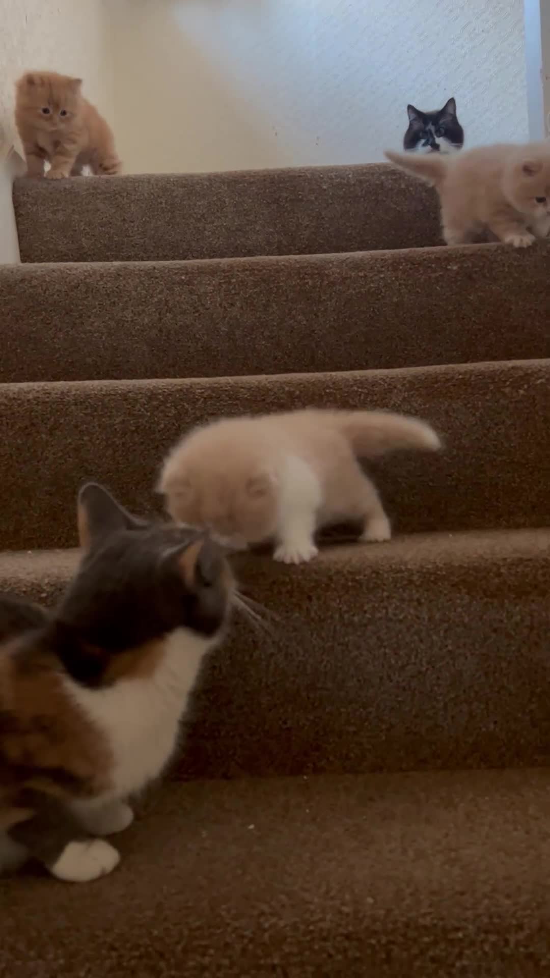 Mixed Breed cats for sale: Persian X Kittens Ready to Leave Now :) - Video 1