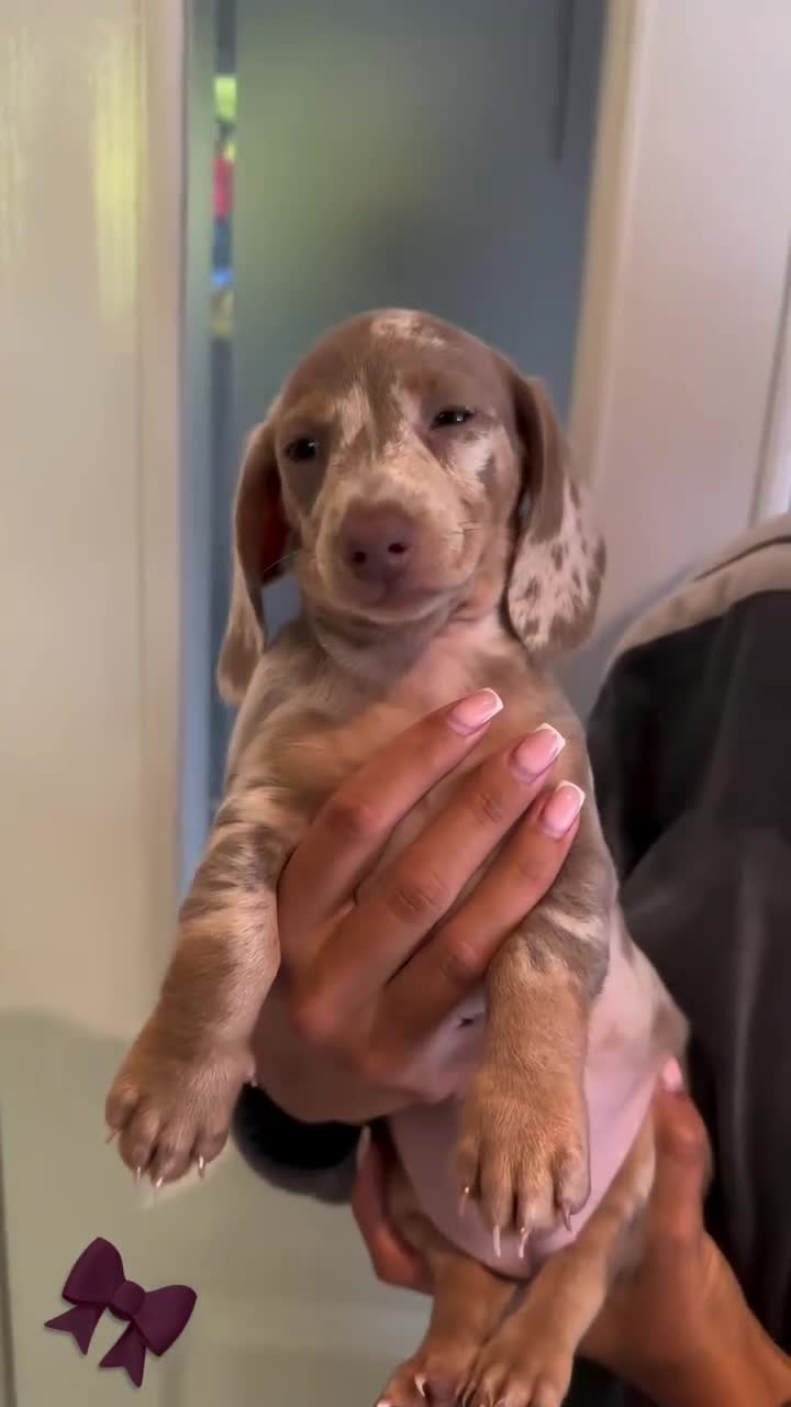 Miniature Dachshund dogs for sale: Minature dachshund  - Video 3